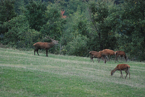 PASSIONE PER IL CERVO