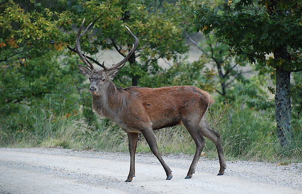 PASSIONE PER IL CERVO
