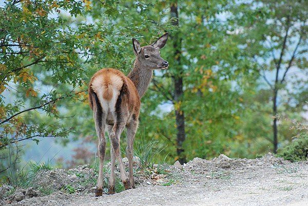 PASSIONE PER IL CERVO
