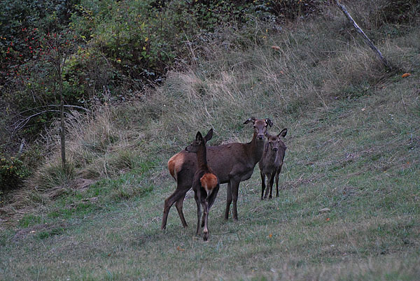 PASSIONE PER IL CERVO