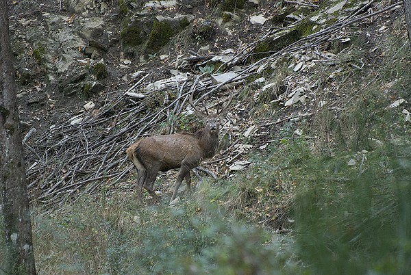 PASSIONE PER IL CERVO