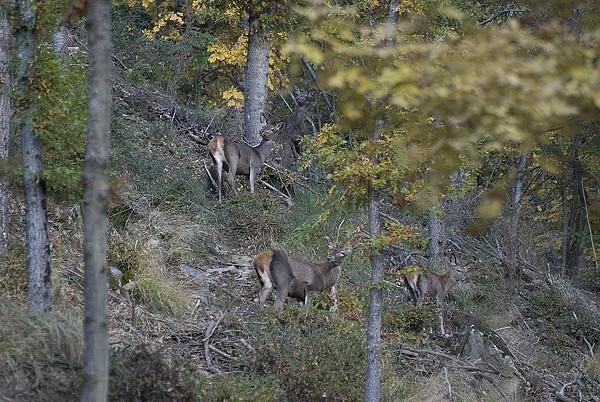 PASSIONE PER IL CERVO