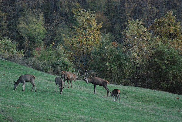 PASSIONE PER IL CERVO