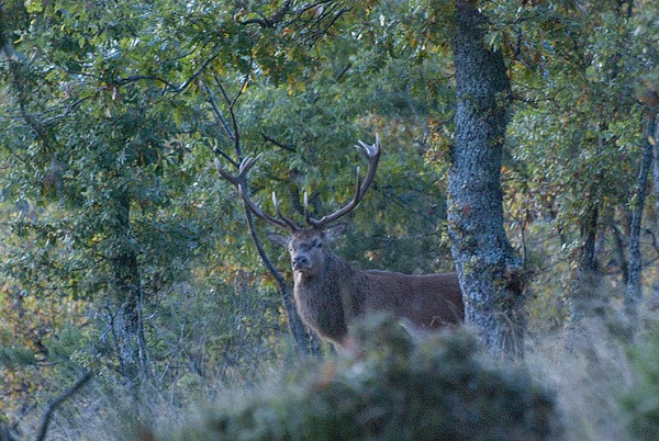 PASSIONE PER IL CERVO