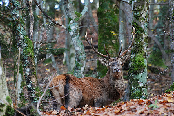 PASSIONE PER IL CERVO
