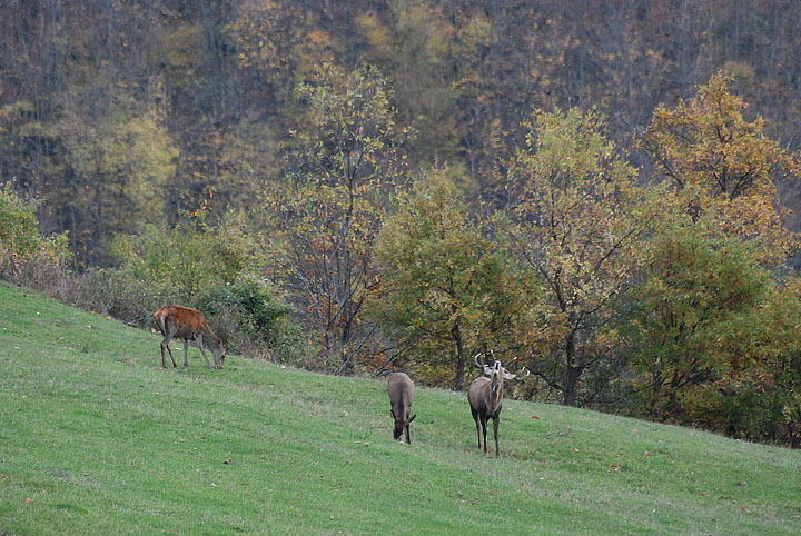 PASSIONE PER IL CERVO