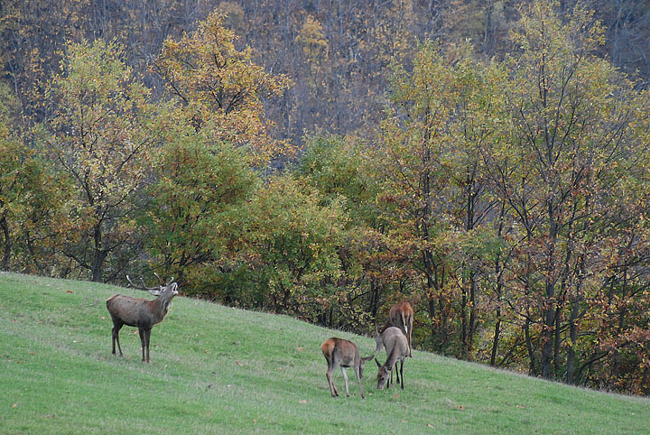PASSIONE PER IL CERVO