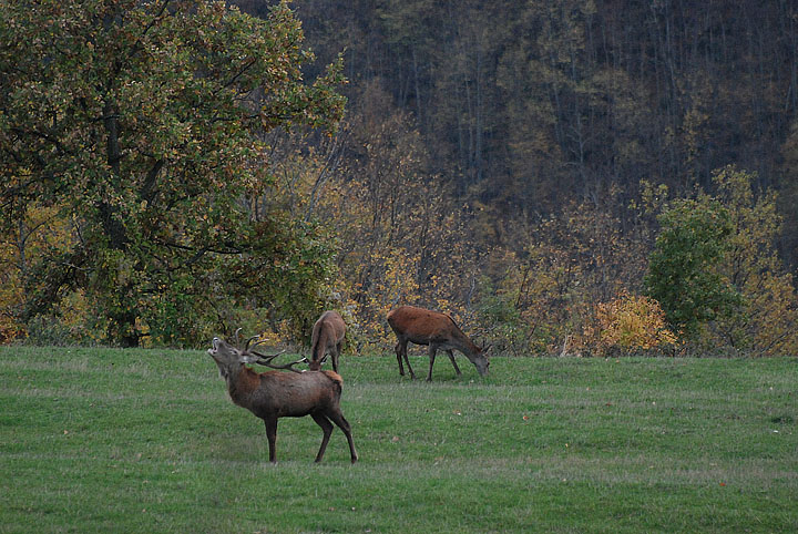 PASSIONE PER IL CERVO