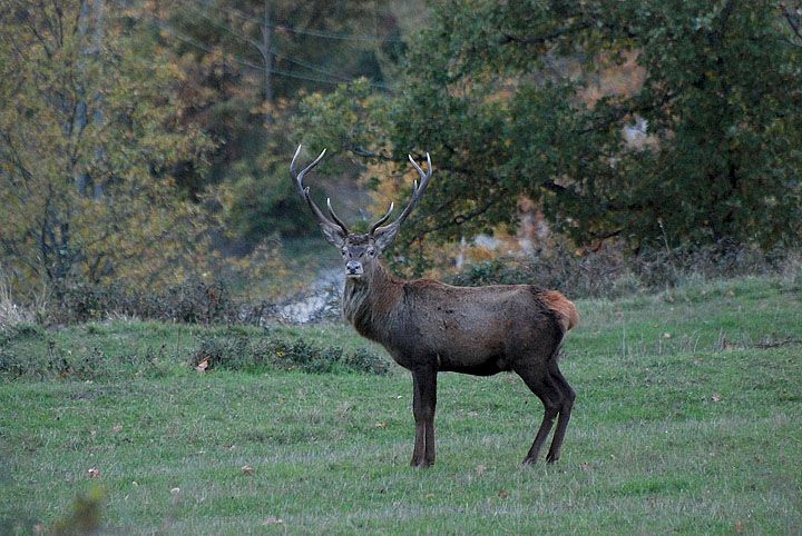 PASSIONE PER IL CERVO
