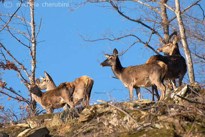PASSIONE PER IL CERVO