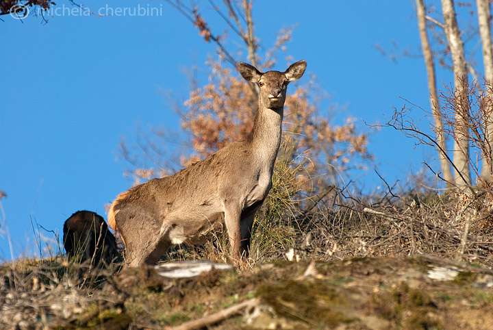 PASSIONE PER IL CERVO