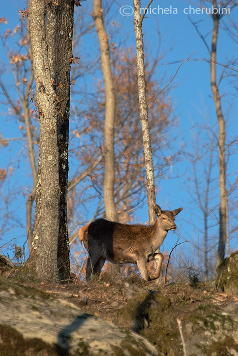 PASSIONE PER IL CERVO
