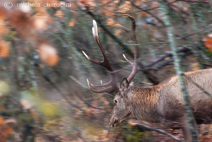 PASSIONE PER IL CERVO