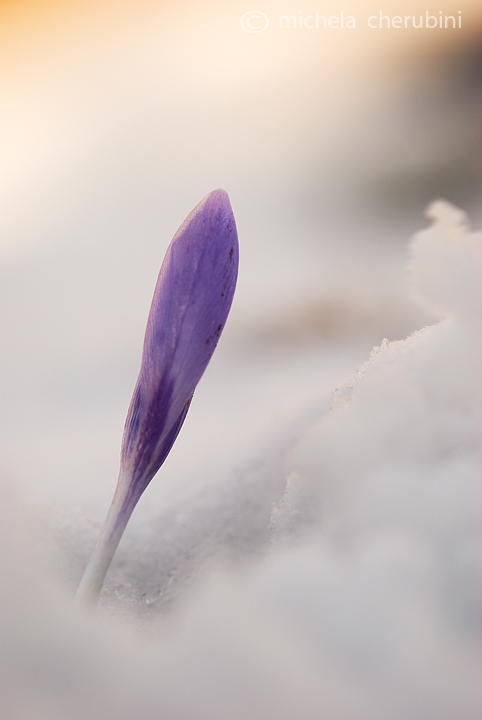 crocus vernus