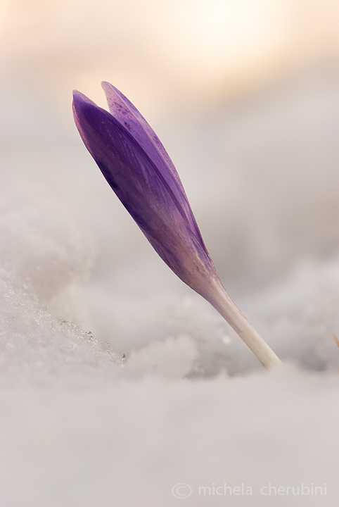 crocus vernus