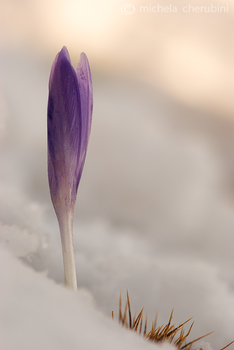 crocus vernus