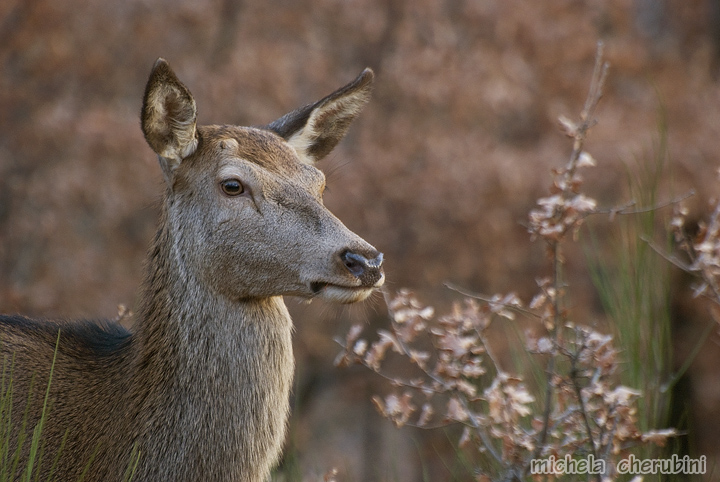 PASSIONE PER IL CERVO