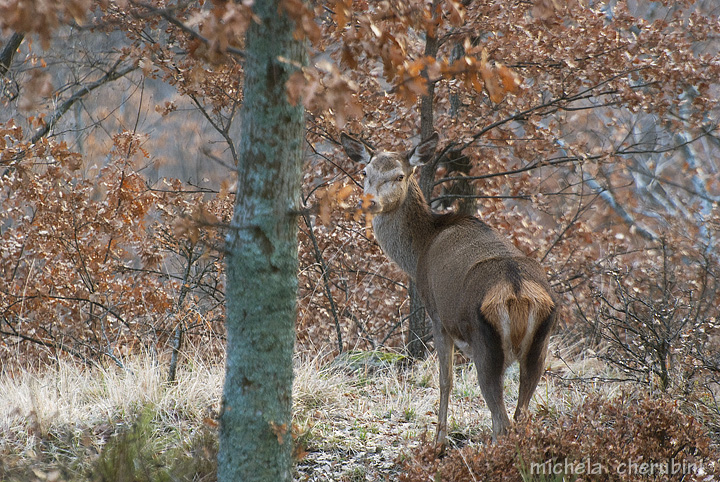 PASSIONE PER IL CERVO