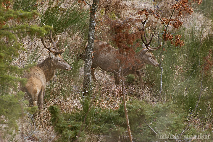 PASSIONE PER IL CERVO