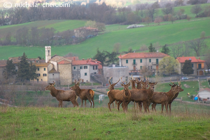PASSIONE PER IL CERVO