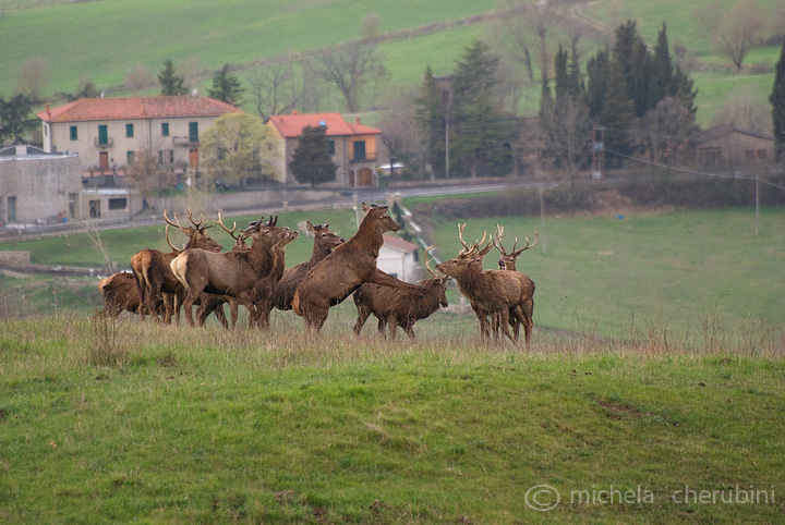 PASSIONE PER IL CERVO