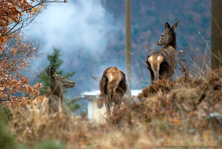 PASSIONE PER IL CERVO