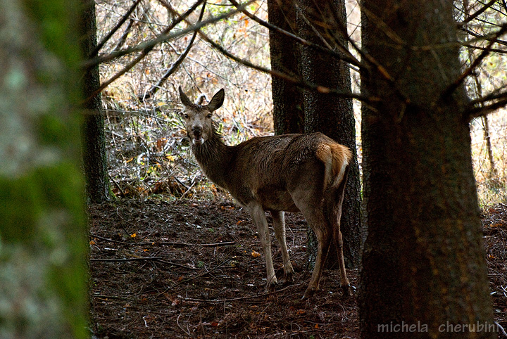PASSIONE PER IL CERVO