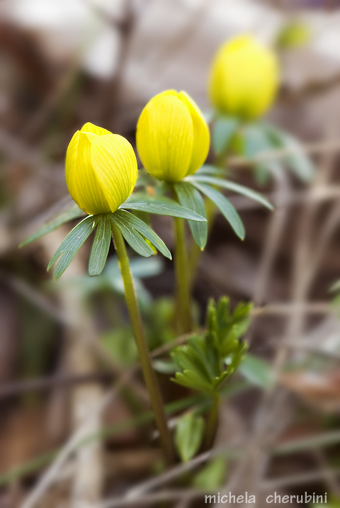 Eranthis hyemalis / Piè di gallo