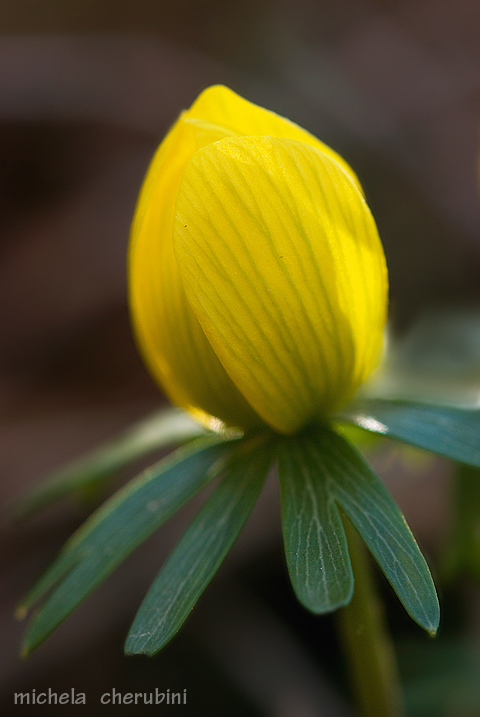 Eranthis hyemalis / Piè di gallo