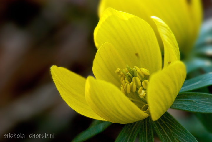 Eranthis hyemalis / Piè di gallo