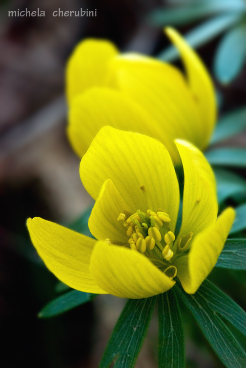 Eranthis hyemalis / Piè di gallo