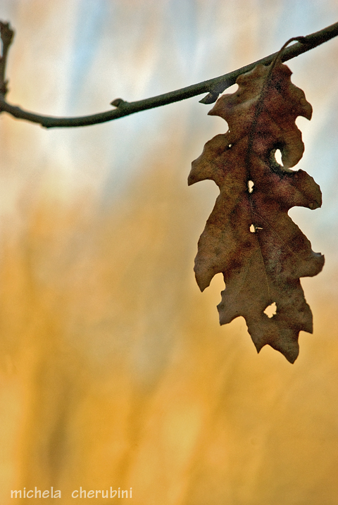 foglie