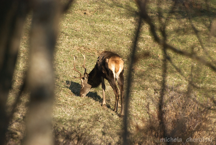 PASSIONE PER IL CERVO