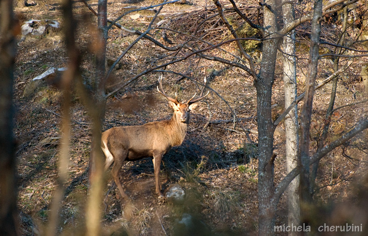 PASSIONE PER IL CERVO