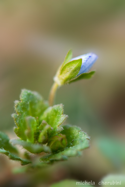 sempre da determinare - Veronica sp.