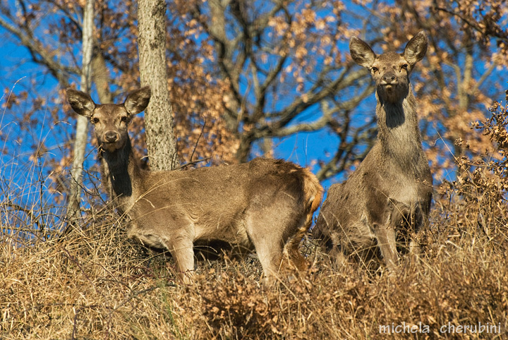PASSIONE PER IL CERVO