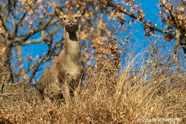 PASSIONE PER IL CERVO