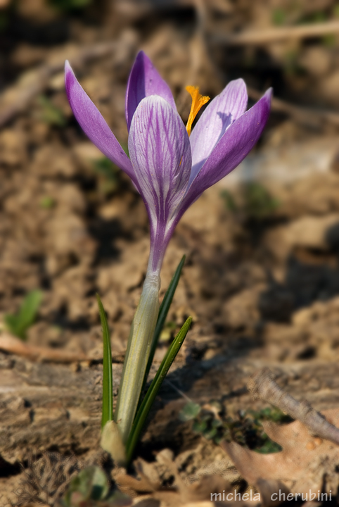 Crocus neglectus Peruzzi & Carta
