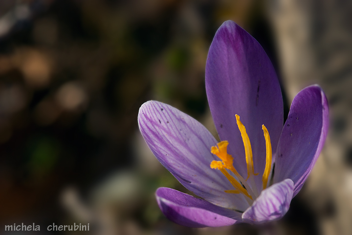 Crocus neglectus Peruzzi & Carta