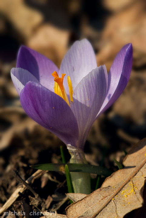 Crocus neglectus Peruzzi & Carta