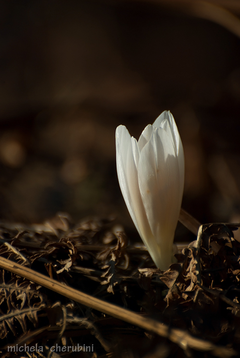 Crocus vernus
