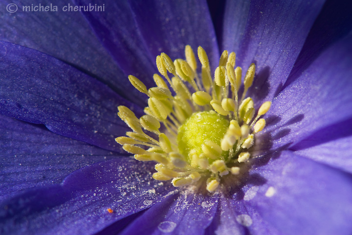 anemone hepatica? no, Anemone apennina