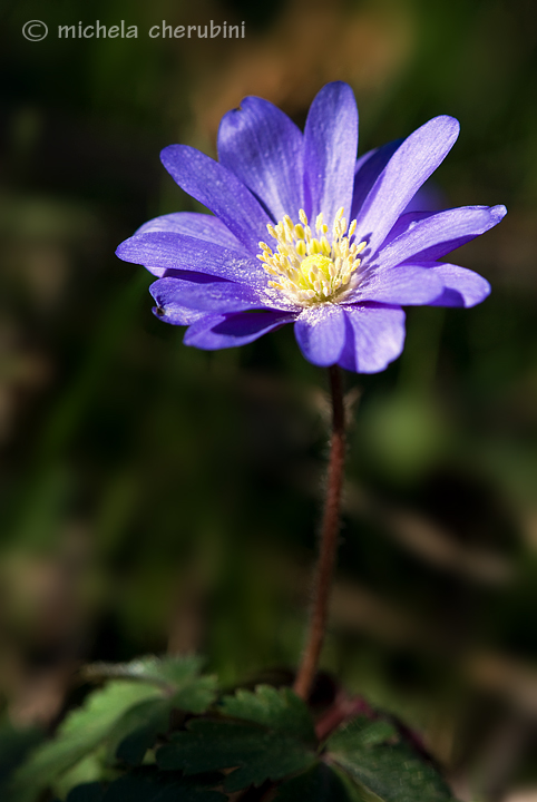 anemone hepatica? no, Anemone apennina
