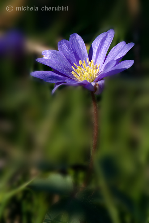 anemone hepatica? no, Anemone apennina