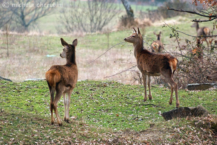 PASSIONE PER IL CERVO