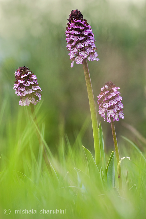 le tre orchidee