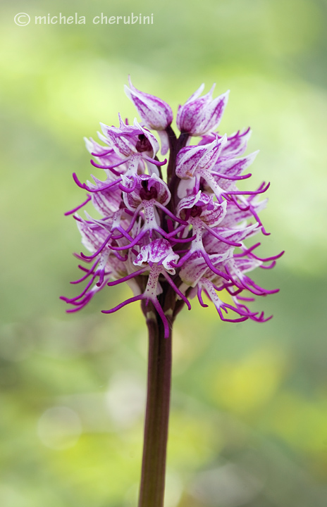 orchis simia