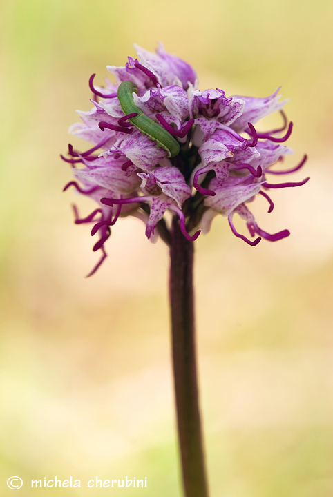orchis simia