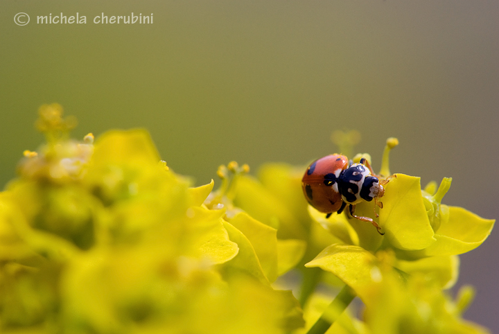 coccinelle