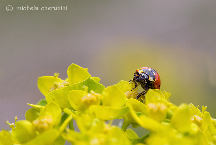 coccinelle